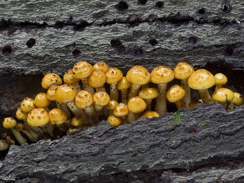 Pholiota adiposa